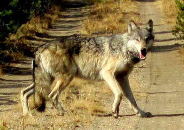 A gray wolf crosses a dirt path with its head turned towards the camera