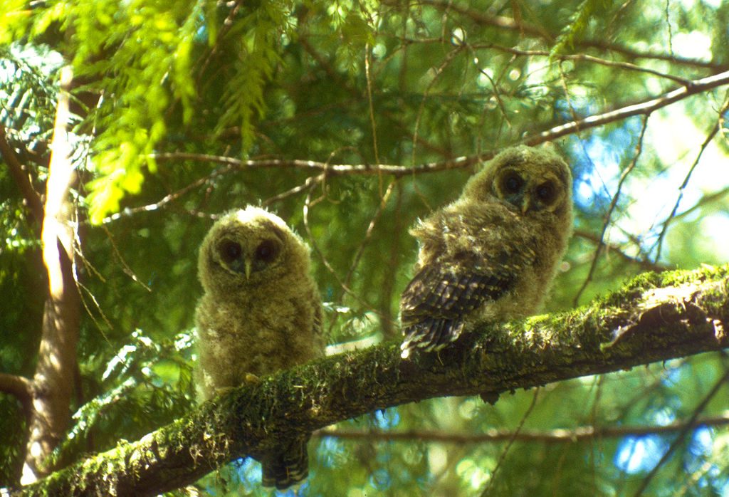 Two northern spotted owls perched on a tree stare into the camera
