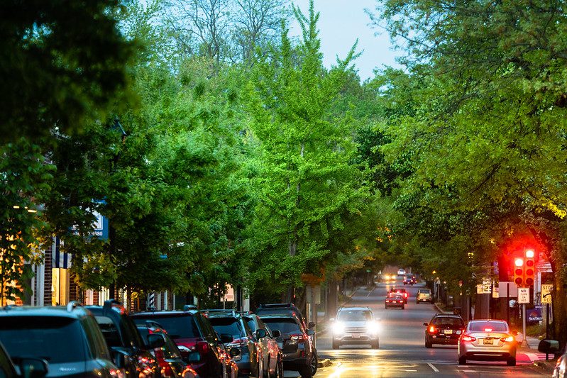Mature trees rise above a city street in downtown Easton, Md, forming an urban tree canopy
