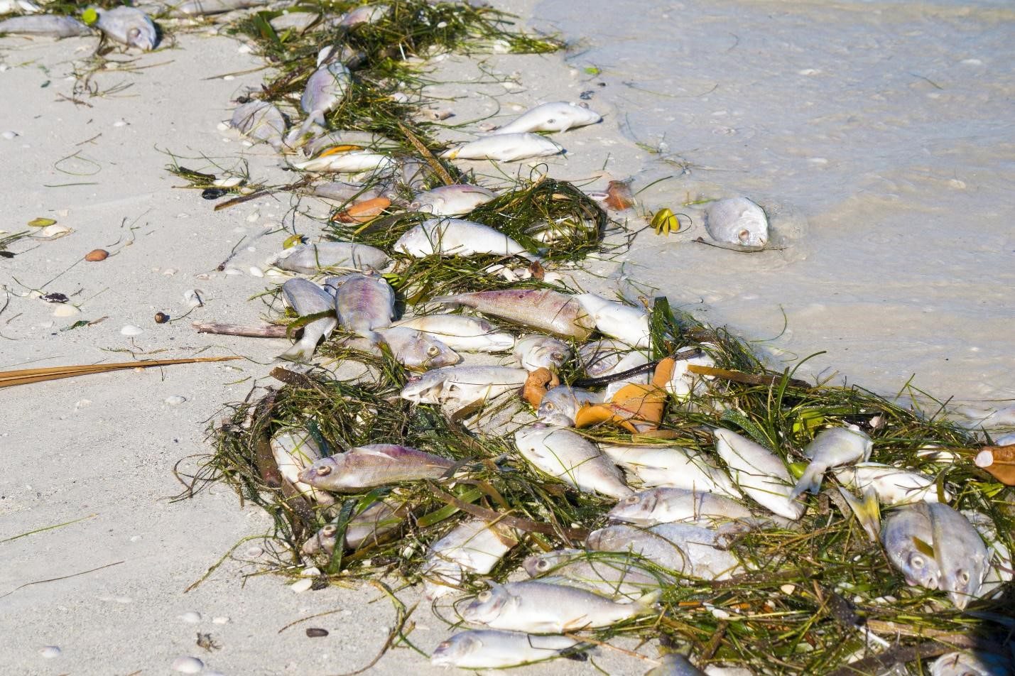 Dead fish from Red Tide wash up on shore near St. Pete Beach, Florida
