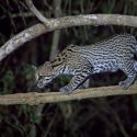 An ocelot is perched on a tree branch at night