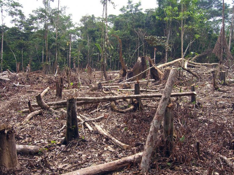 How Deforestation & Climate Change In The Amazon Impacts Biodiversity ...