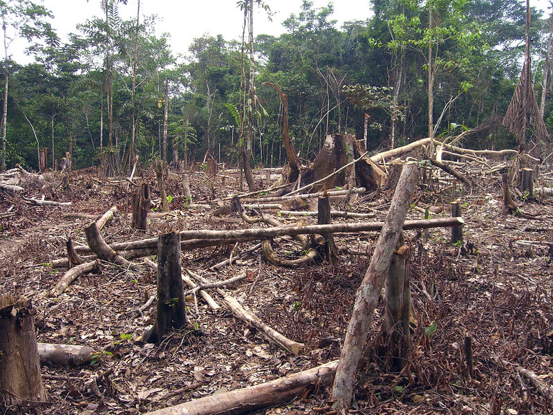 Forest destruction from slash and burn agriculture in the Amazon