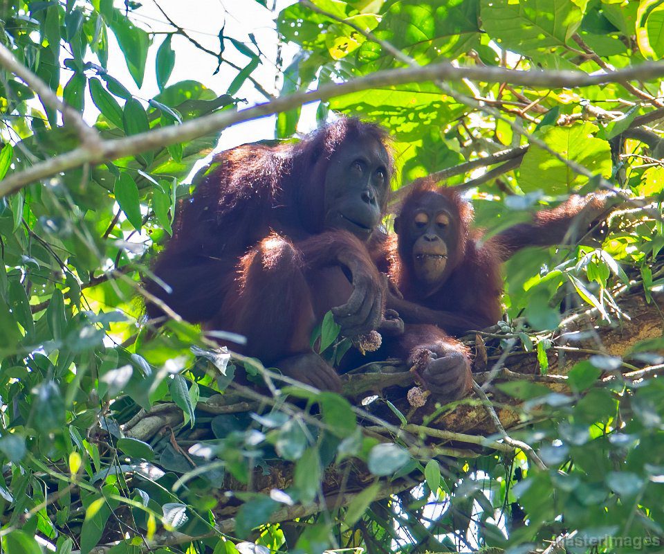 Mother and offspring borneo orangutans sit in a tree while eating