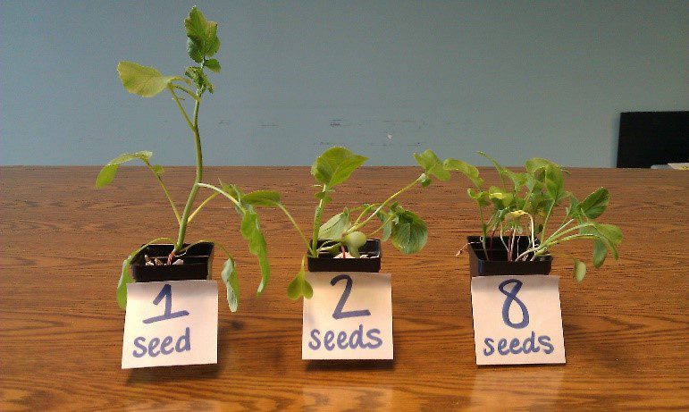 Three side by side radish plants are labeled: 1 seed, 2 seeds and 8 seeds