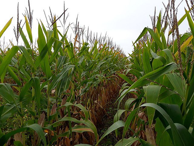 Two side-by-side rows of cornstalks