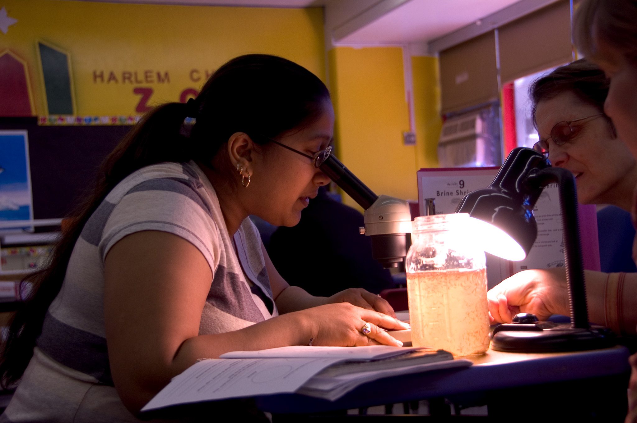 Students examine brine shrimp under a microscope.