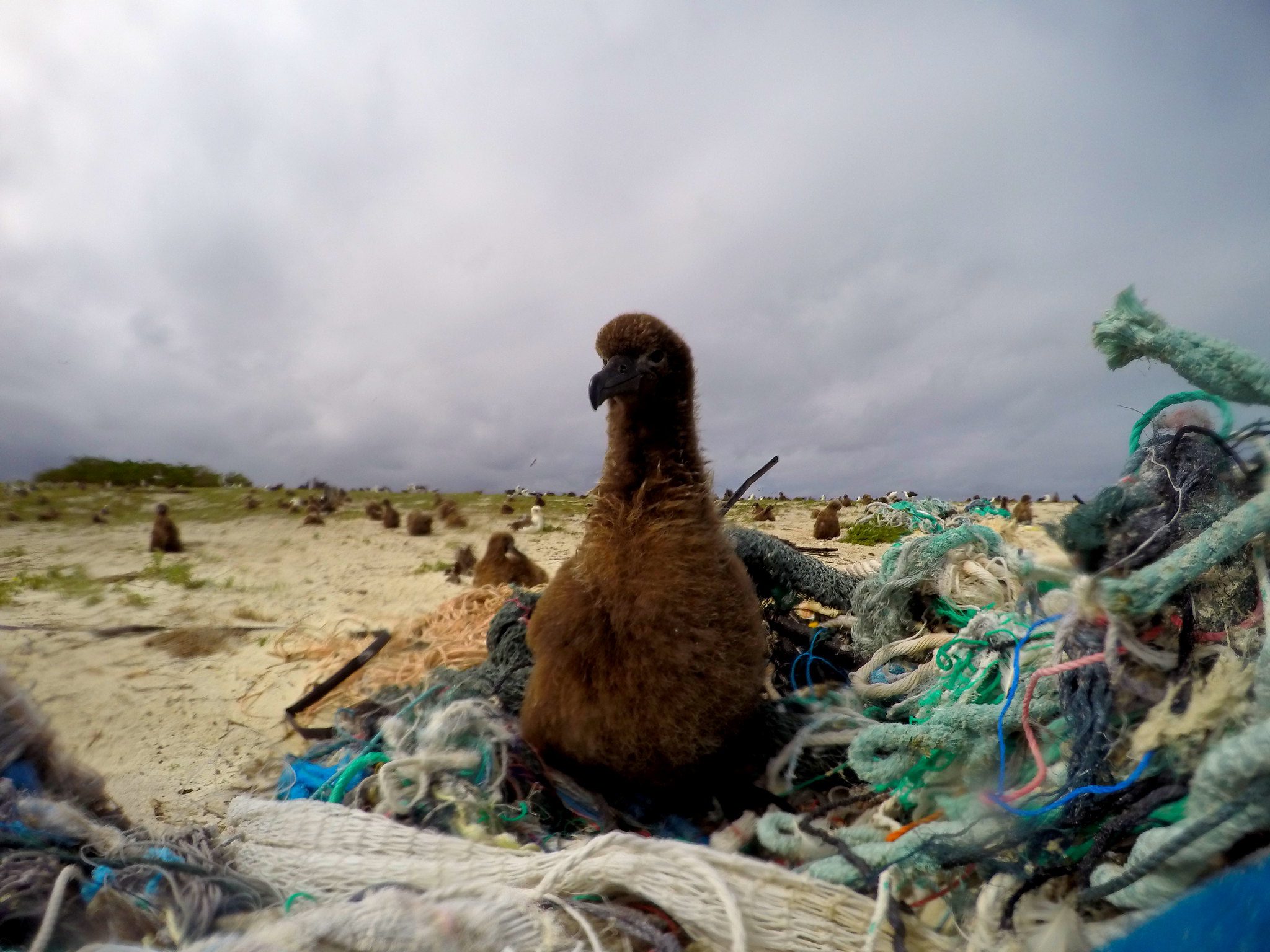 An albatross chick sits in a pile of marine debris.