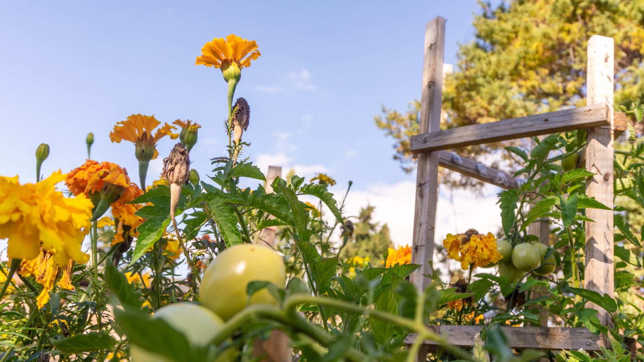 Companion planting