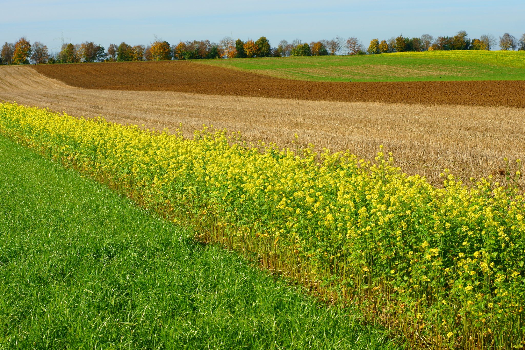 Crop rotation