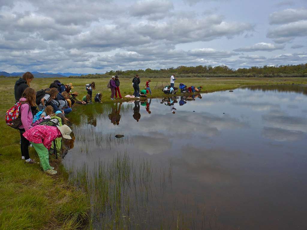 Elementary students surround a marsh.