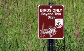 Sign that reads "BIRDS ONLY Beyond This Sign" and stands in a marsh