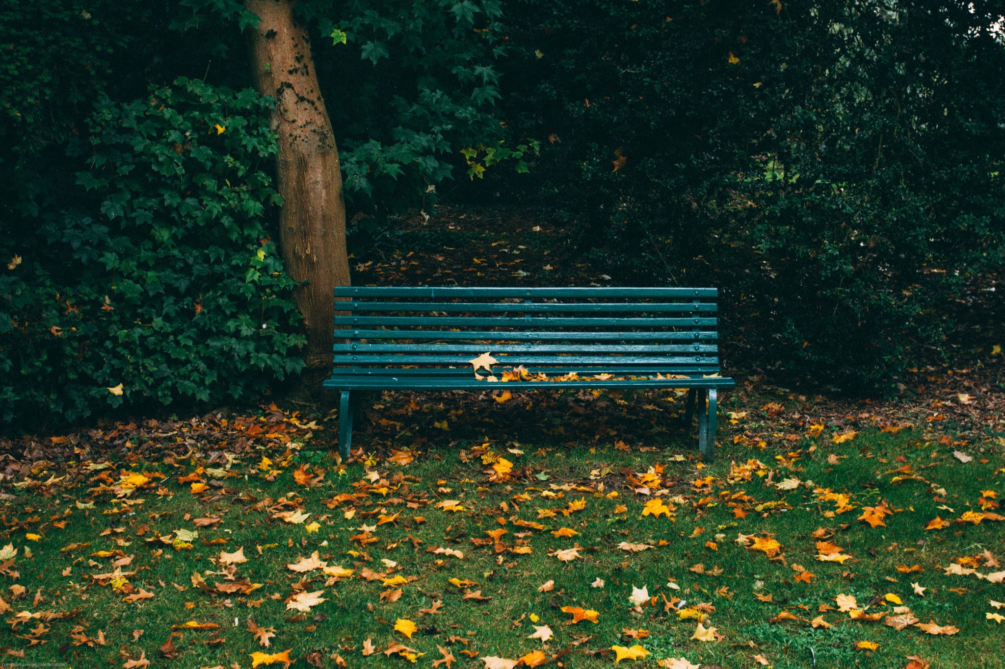Park bench is quiet park surrounded by fallen leaves.