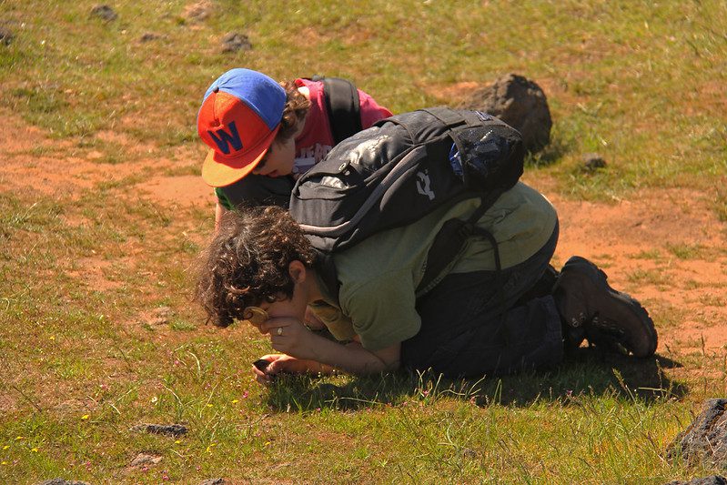 Students looking at ground during activity in field