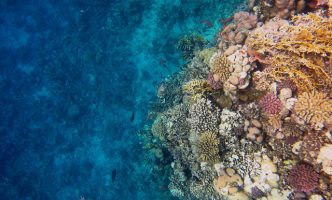 Colorful coral reef and blue seabed in the Red Sea