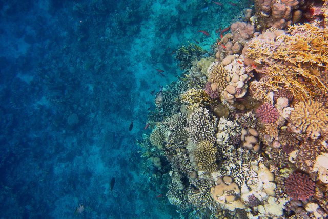 Colorful coral reef and blue seabed in the Red Sea