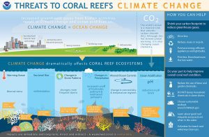 An infographic from NOAA shows the ways climate change affects coral reef ecosystems and offers some individual actions to reduce negative human impacts on the ocean. 