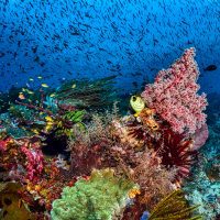 Coral reef close-up