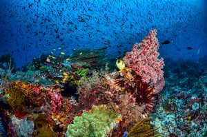 Coral reef close-up