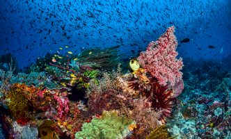 Coral reef close-up