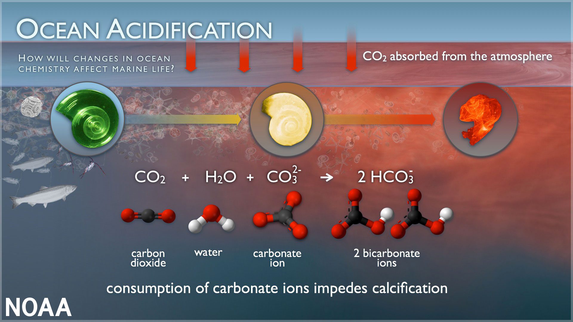 Effects of ocean acidification on marine wildlife