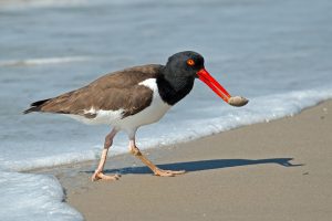 An American Oystercatchers eating shellfish, a vital food source currently threatened by ocean acidification
