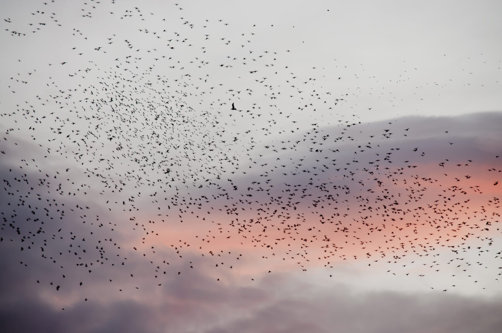 Flock of migrating birds at dusk