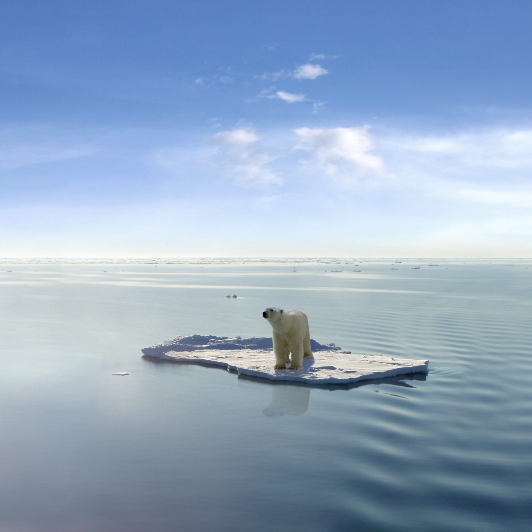 Polar bear stands on small ice floe in the Arctic Ocean, a habitat devastated by climate change