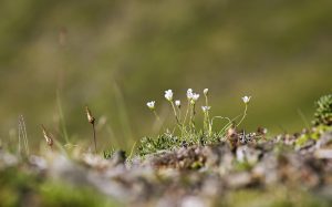 Resilient wildflowers growing in harsh conditions