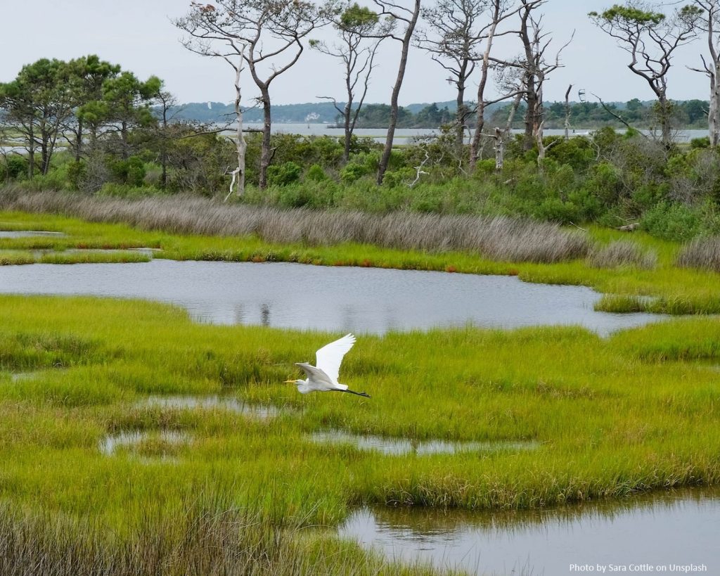 White bird flying over wetlands, one of the four areas that serve as a carbon sink on Earth
