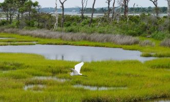 White bird flying over wetlands, one of the four areas that serve as a carbon sink on Earth