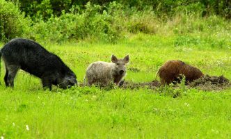 Invasive feral swine are found in at least 38 states and cause $1.5 billion in damages in the US each year