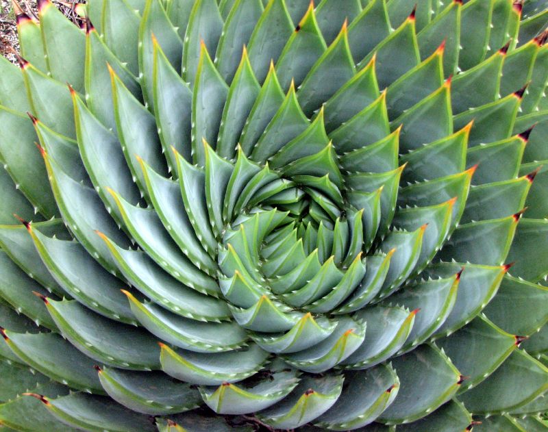 An aloe plant as an example of the Fibonacci sequence in nature 