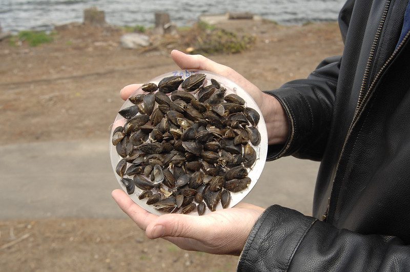 Zebra mussels are an invasive species linked to avian botulism outbreaks that caused the death of many birds in the Great Lakes