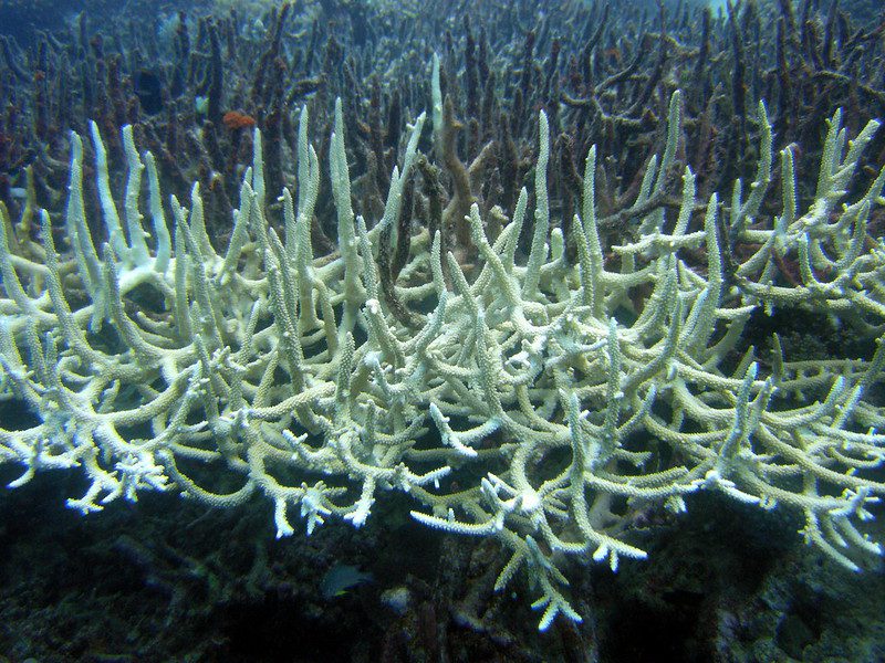 Coral reef bleached due to acid rain, which lowers the ocean’s pH, causes ocean acidification, and harms marine life like coral