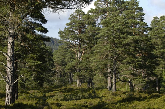 A forest of Scots Pines in Glen Tanar, a remnant of the ancient Caledonian Woods in Scotland 