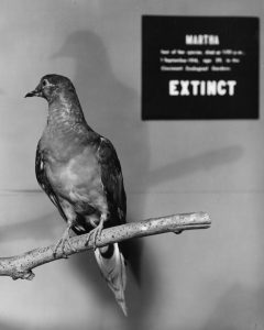 Martha, the last passenger pigeon, died in 1914 and has become a symbol of extinct animal species