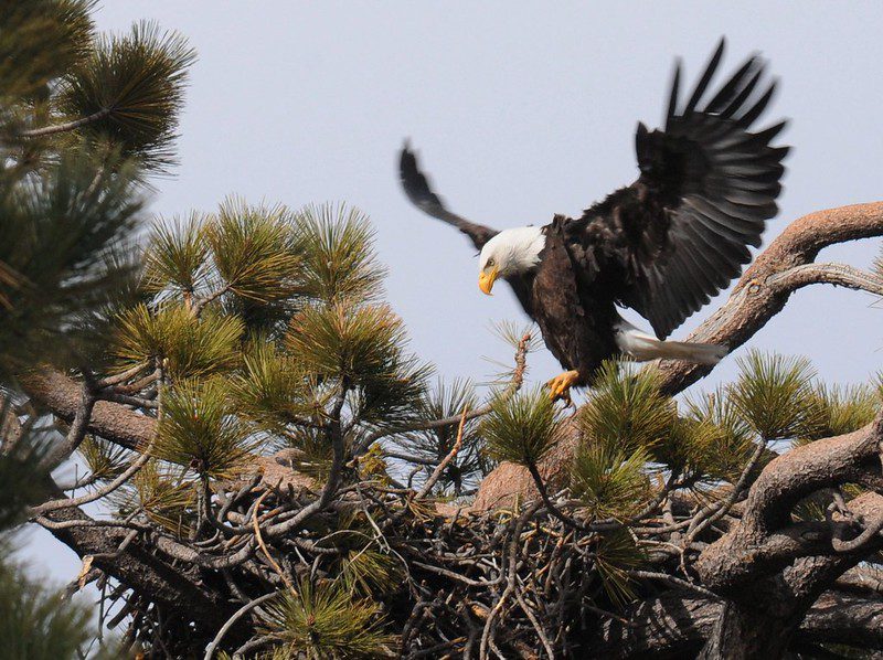 Bald eagle, which is no longer endangered due to protection efforts, spreads its wings as it lands in a tree.