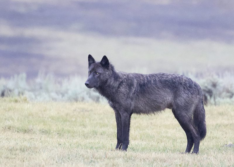 A gray wolf in Yellowstone National Park exemplifies the success of the Endangered Species Act