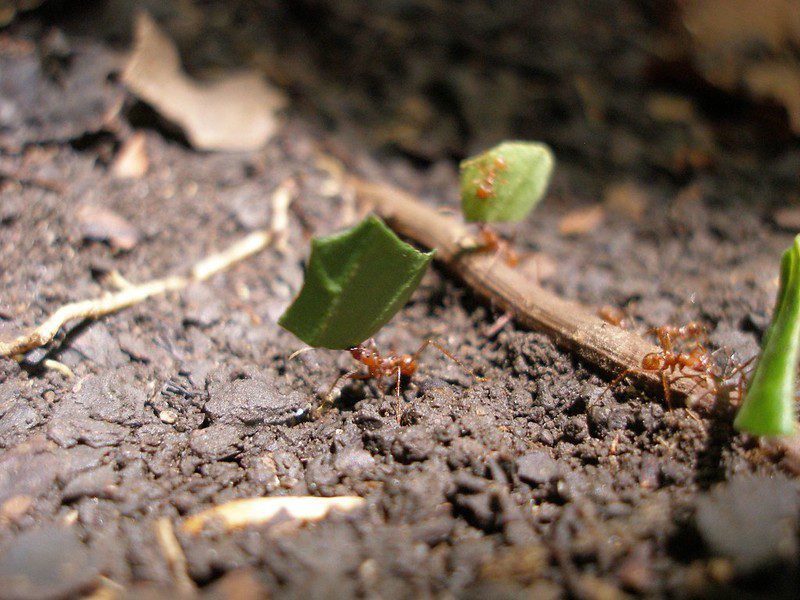 A leafcutter ant, one of the important decomposers on the rainforest floor.