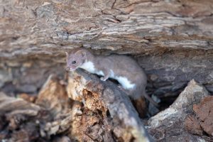 A least weasel, the smallest carnivorous predator in the world.