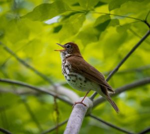 A wood thrush, one of the many migratory songbirds who rely on temperate forests for breeding grounds.