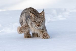 A Canadian lynx in the snow.