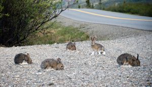 A group of snowshoe hares.