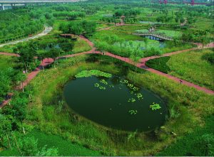 An early sponge city in China, designed to retain stormwater and restore native habitat, has a lot of lush greenery and little concrete.