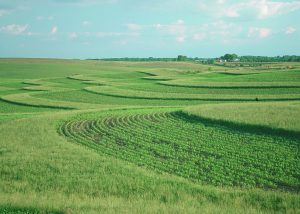 Large monoculture fields on a farm in Iowa.