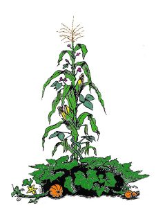 A sketch of the “three sisters” crops (corns, beans, and squash), a form of intercropping created by the Wampanoag people.