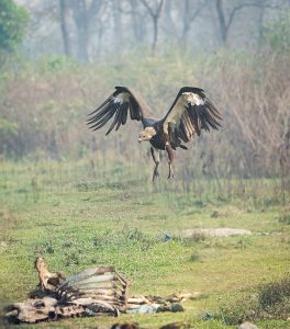 A critically endangered White-rumped vulture scavenges in Nepal. 