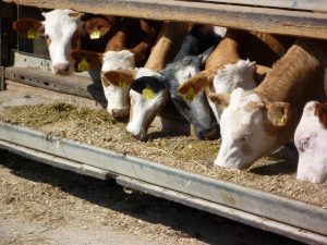 Cattle feeding from a trough.