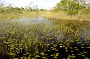 Wetlands in Everglade National Park.